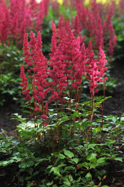 Red Astilbe Flower Seeds – Heirloom, Non GMO, Premium Seeds for Colorful Gardens