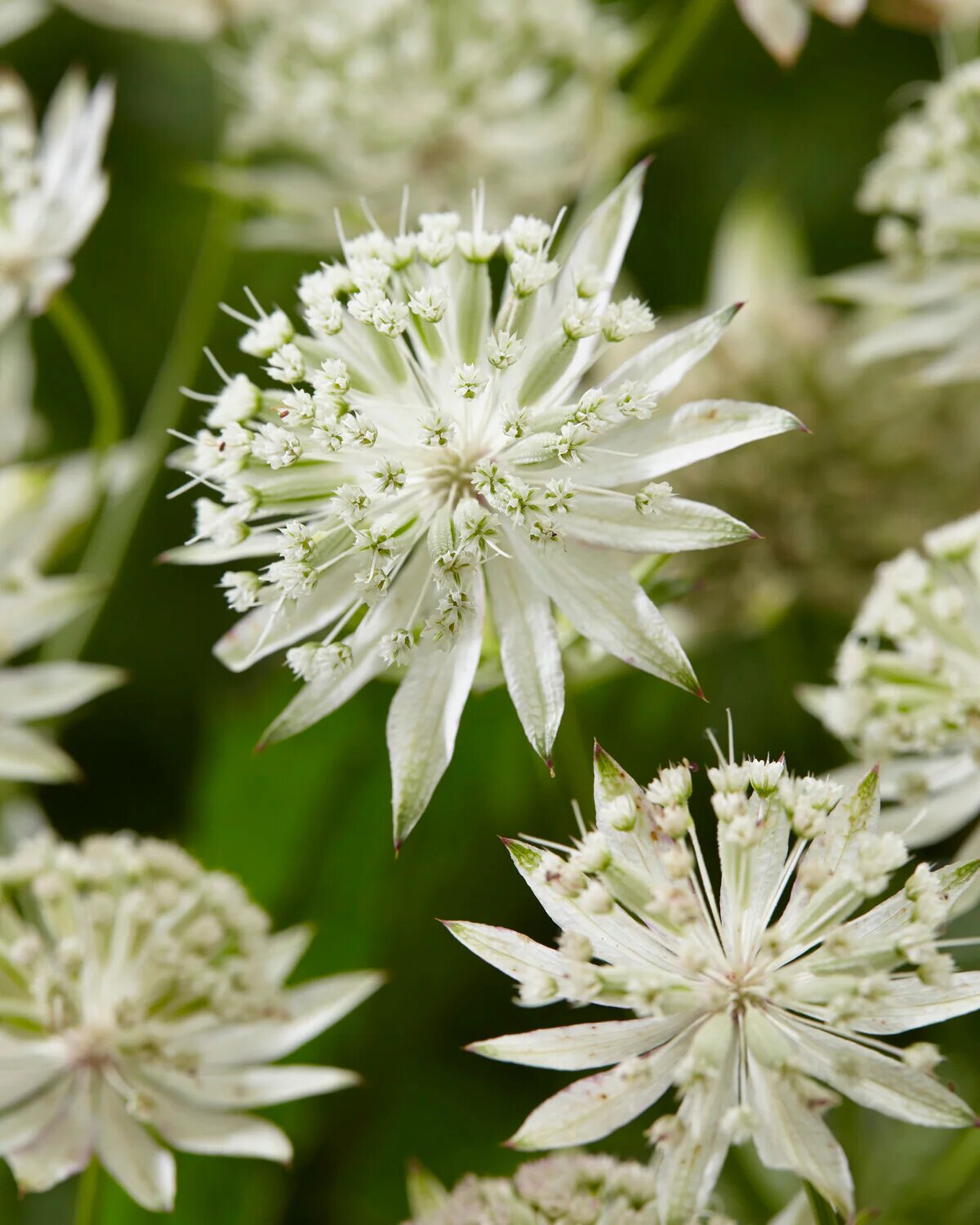 White Astrantia Flower Seeds - Heirloom Non GMO Flower Seeds, High Germination Organic Garden Planting Seeds