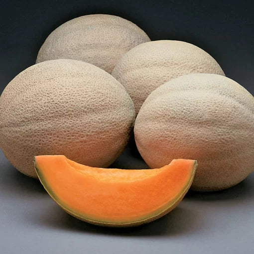 athena melon high organic Fruit Seeds organic garden seeds