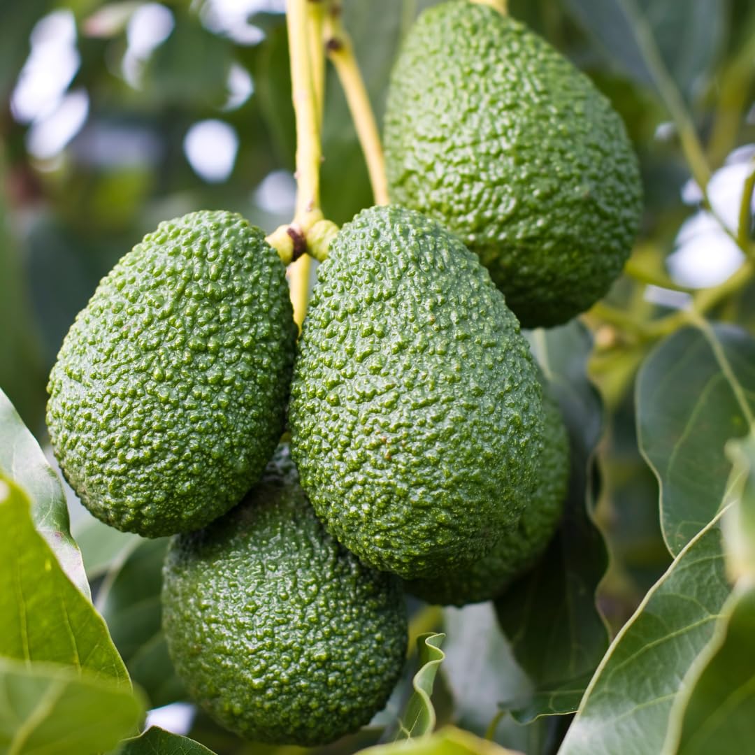 avocado fruit tree persea americana greenhouse seeds