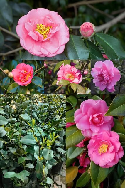 Camellia Flower Seeds Maroon Perennial - Heirloom Non GMO Premium Garden Seeds for Planting