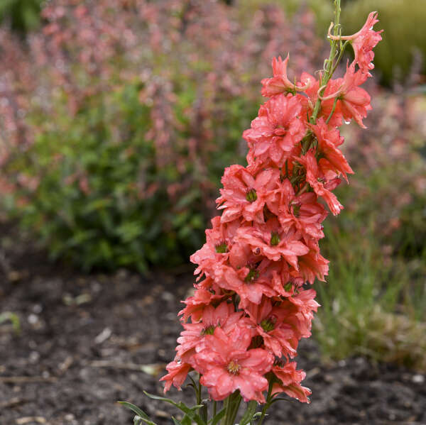 Red Delphinium Flower Seeds – Exotic Flowering Plants for Colorful Backyard Beauty
