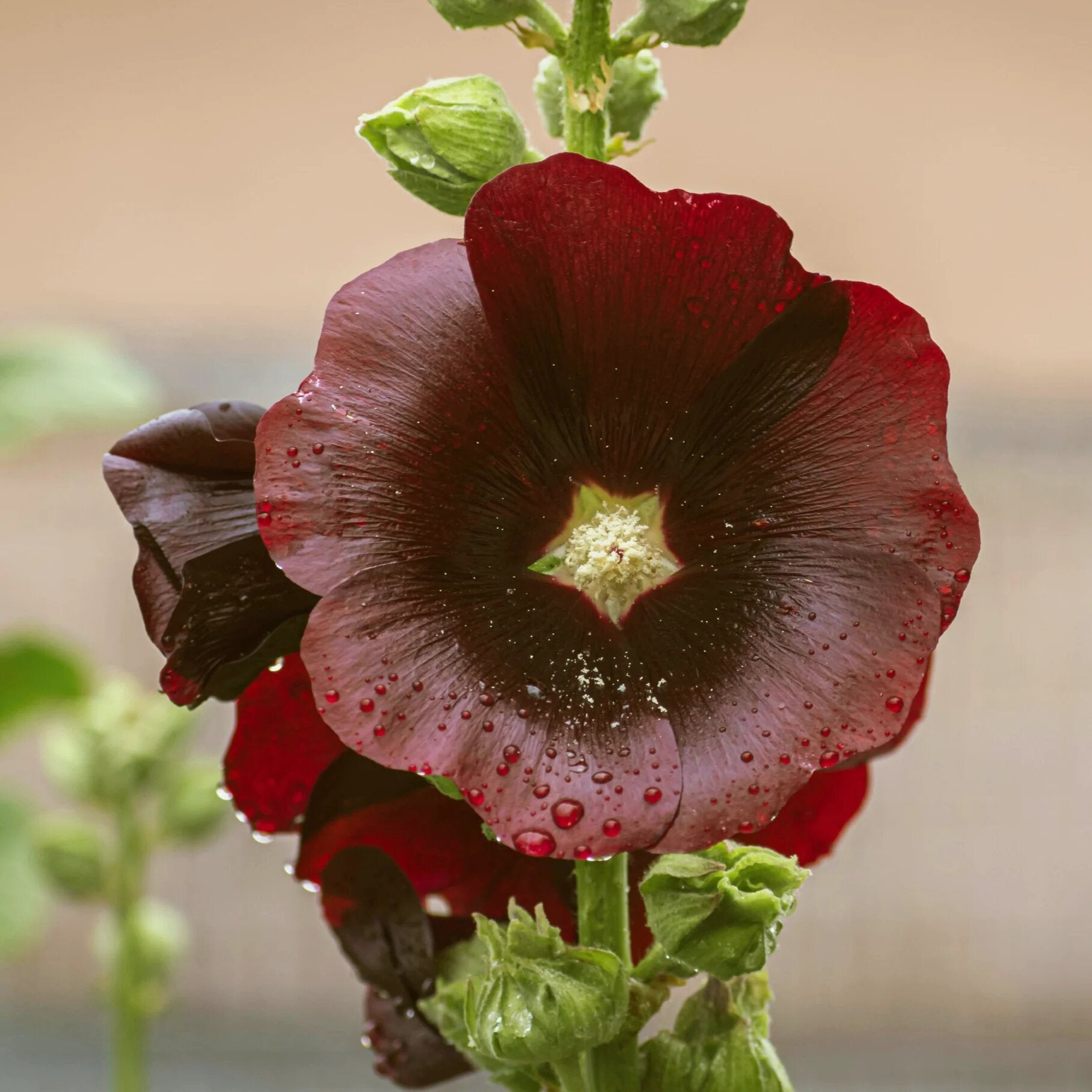 Brown Hollyhock Flower Seeds – Rare Blooming Plants for Balcony and Outdoor Gardens