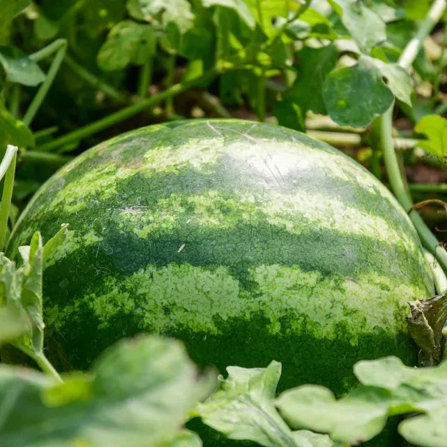 seedless watermelon citrullus lanatus fruit and seeds