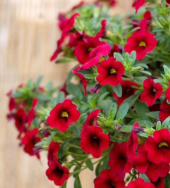 Red calibrachoa Flower Seeds