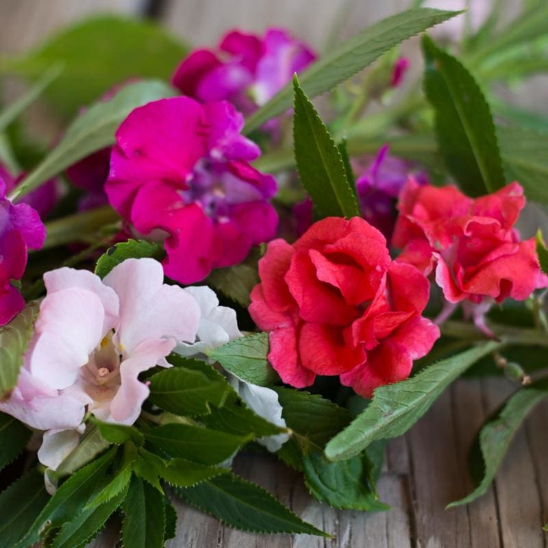 Balsam Flower Seeds