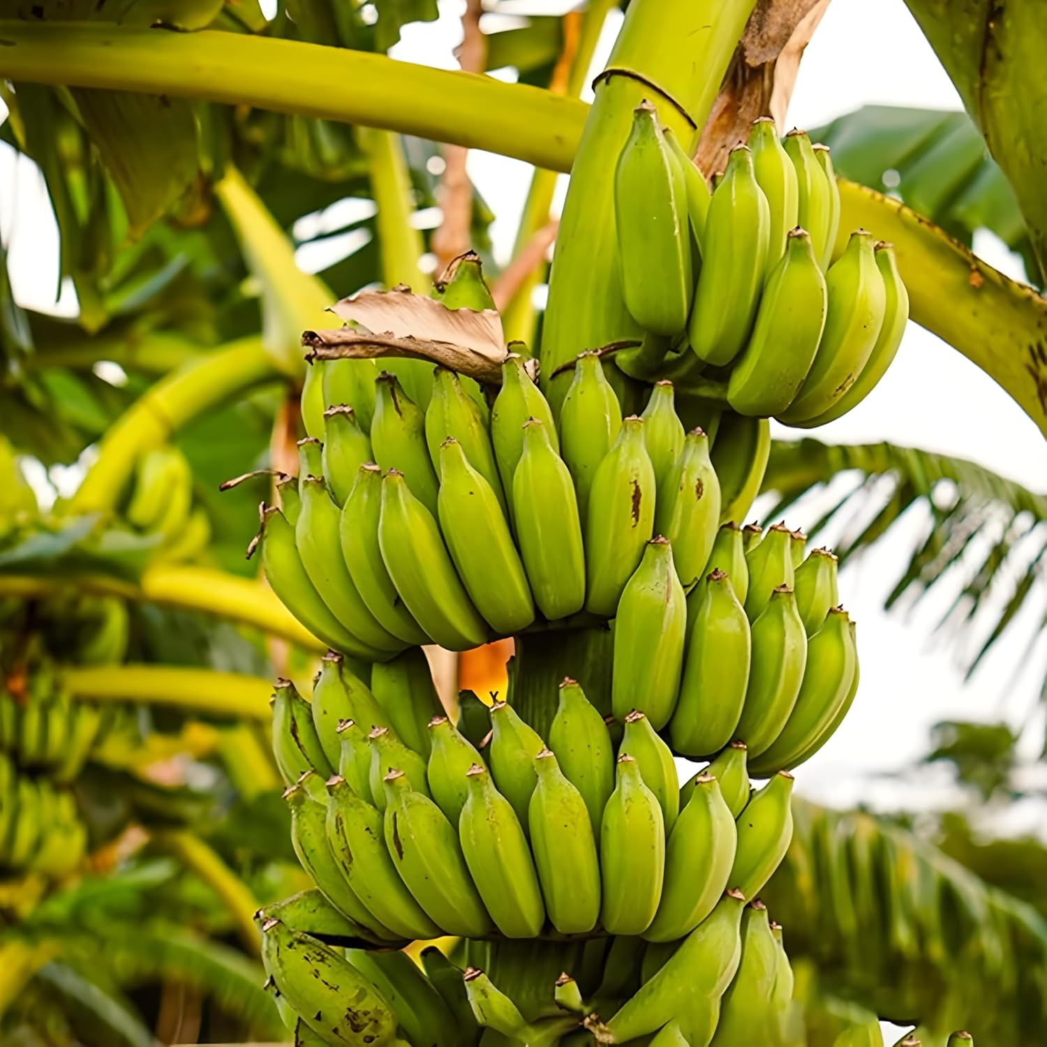 banana musa acuminata fruit suitable tropical seeds