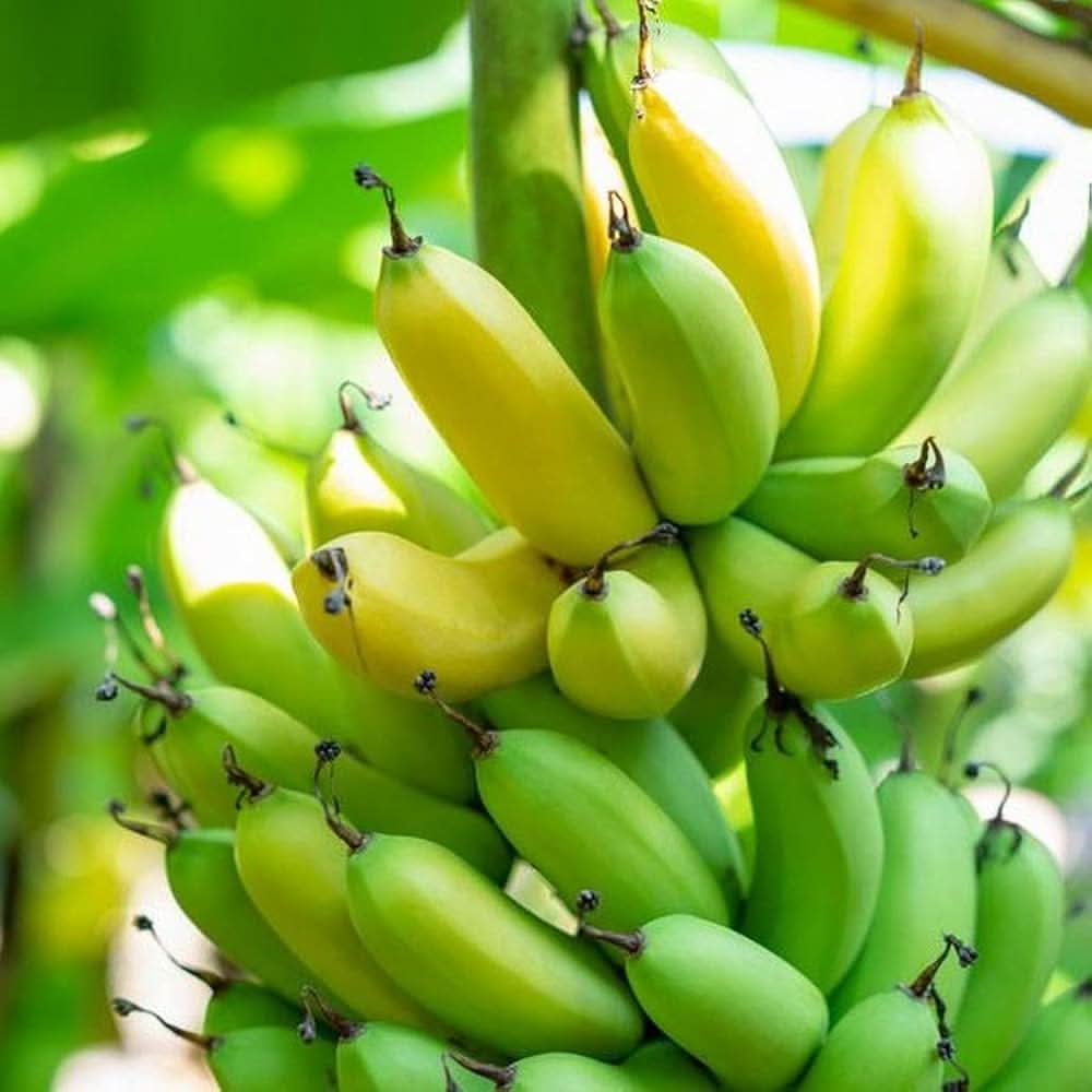 banana rare china fruit seeds