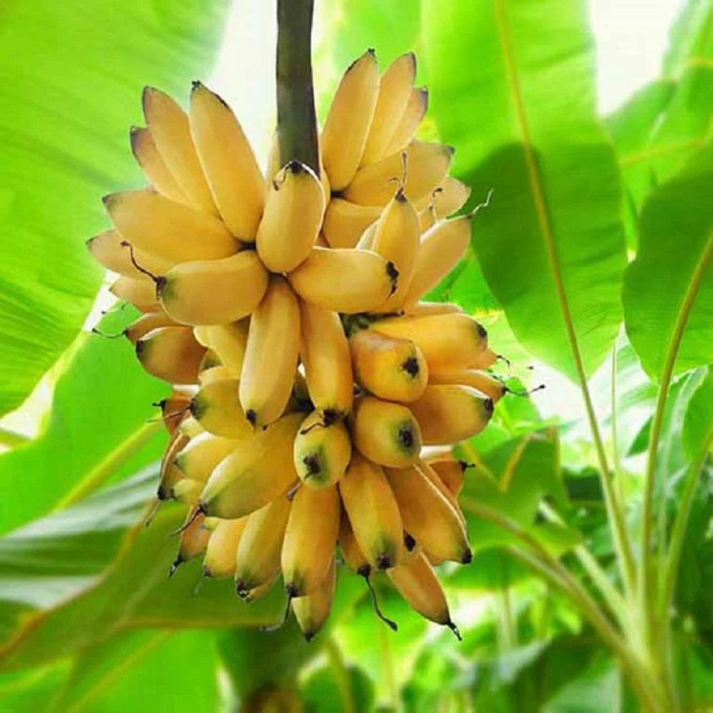 Green Yellow Banana Fruit A Beautiful And Tasty Variety For Fruit Seeds