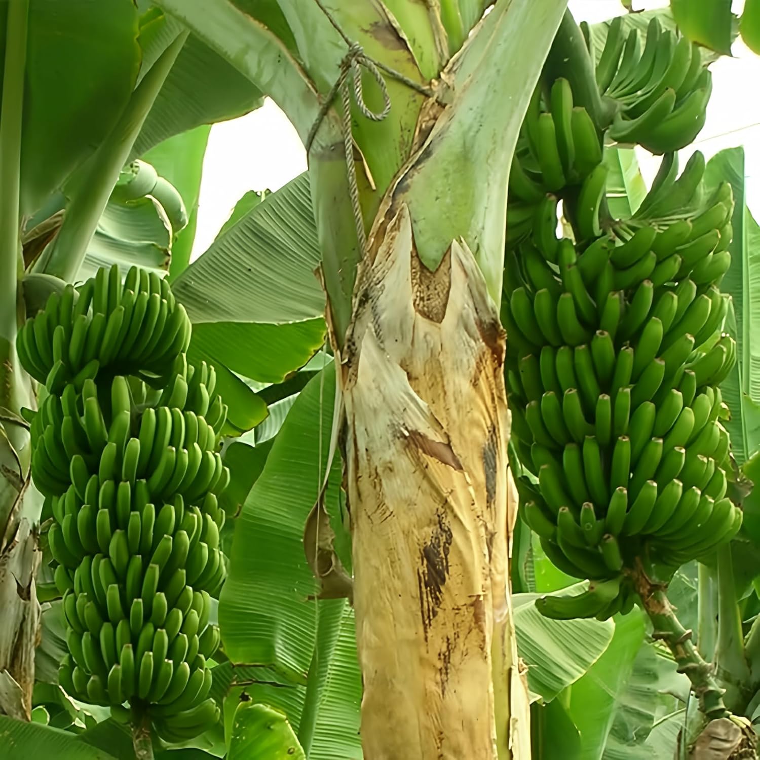 banana musa acuminata fruit in tropical seeds