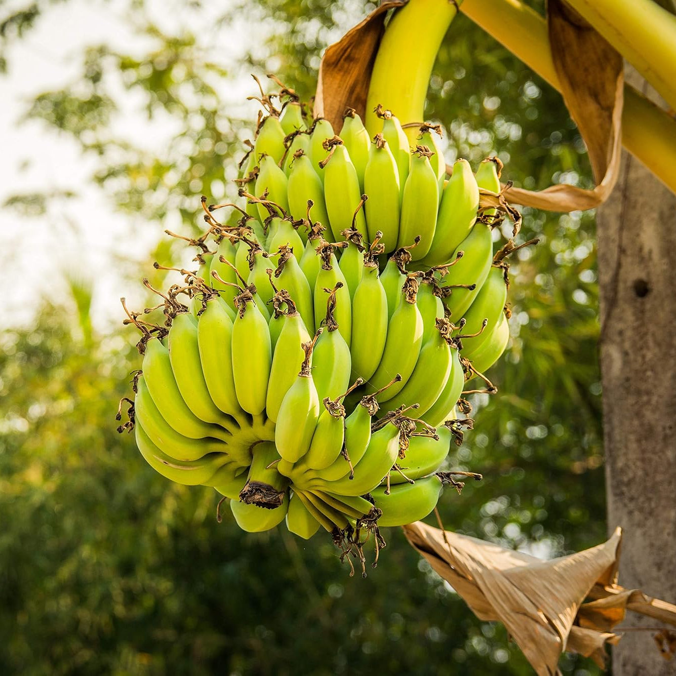 Fresh Banana Dark Green Hardy Fruit Seeds