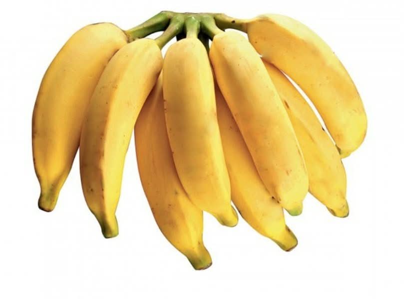 pacovan banana fruit for planting sweet exotic bananas your backyard Fruit seeds