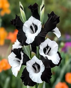 White Black Petunia Flower Seeds - Heirloom Non GMO Premium Garden Seeds for Planting