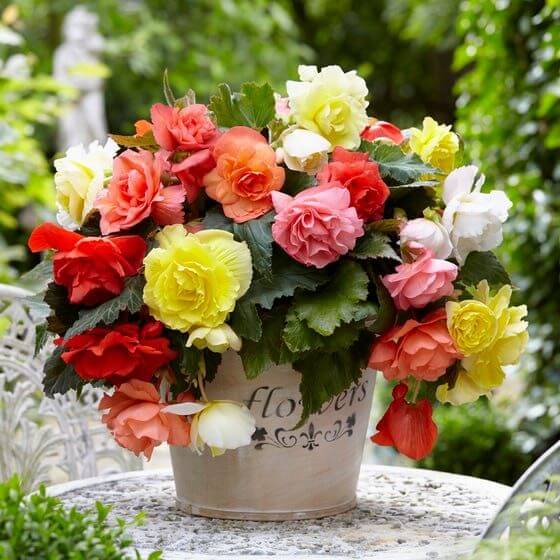 Double Begonia Flower Seeds Easy Grow Blossoms for Pots and Backyard Spaces for Colorful Landscape - Heirloom, Non GMO,