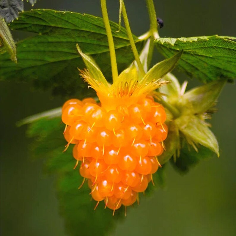 berry rubus spectabilis salmonberry fruit native seeds