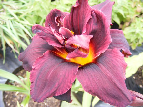Dark Maroon Hemerocallis Flower Seeds - Heirloom Non GMO High Germination Premium Garden Seeds for Planting