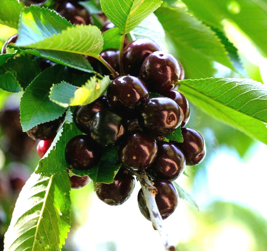 black cherry sweet edible fruit native tree prunus serotina high organic Fruit Seeds organic garden seeds