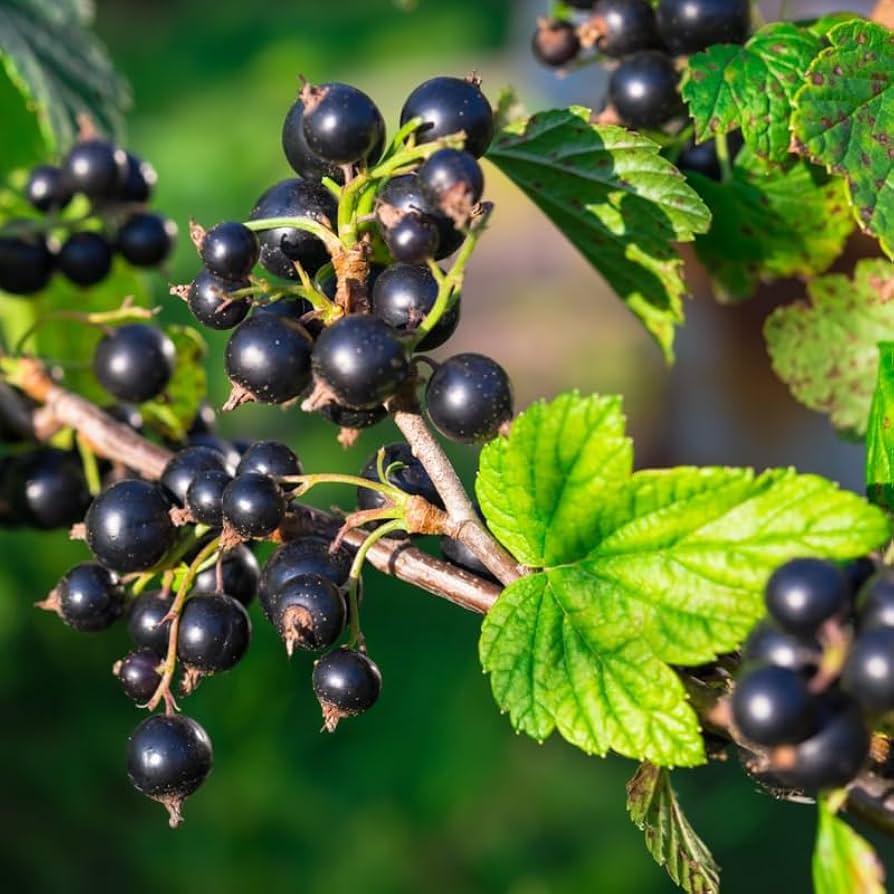 currant ribes nigrum black fruit suitable seeds