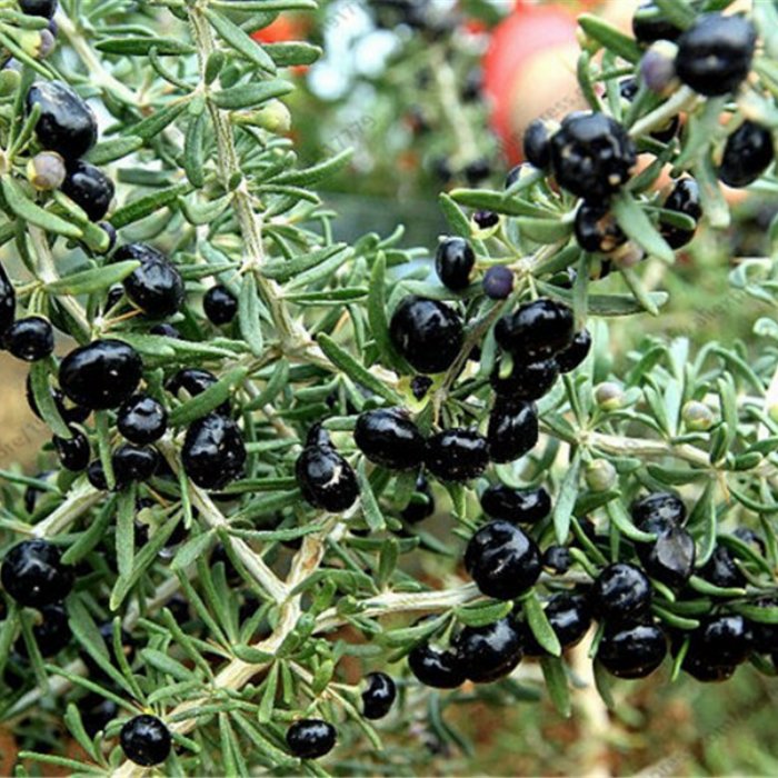 black goji berry lycium ruthenicum fruit seeds