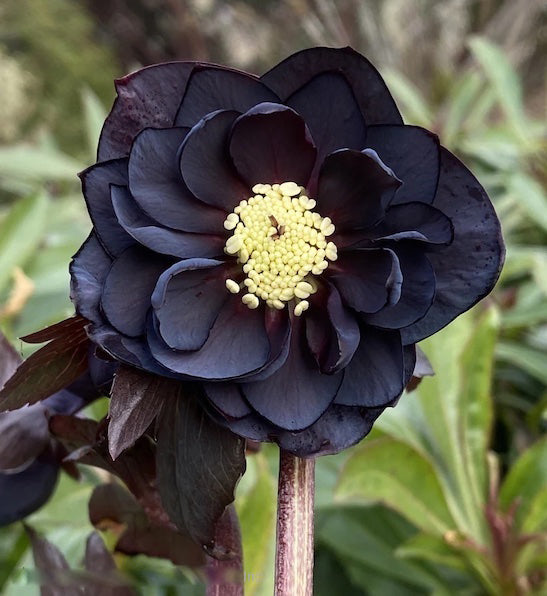 Black Hibiscus Flower Seeds - Heirloom Non GMO Premium Garden Seeds for Planting