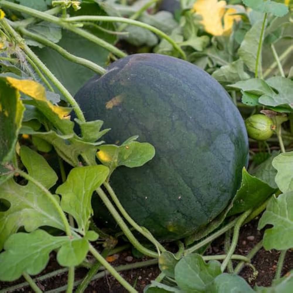 black seedless watermelon round shape medium resistance semillas de sandia high organic Fruit Seeds organic garden seeds