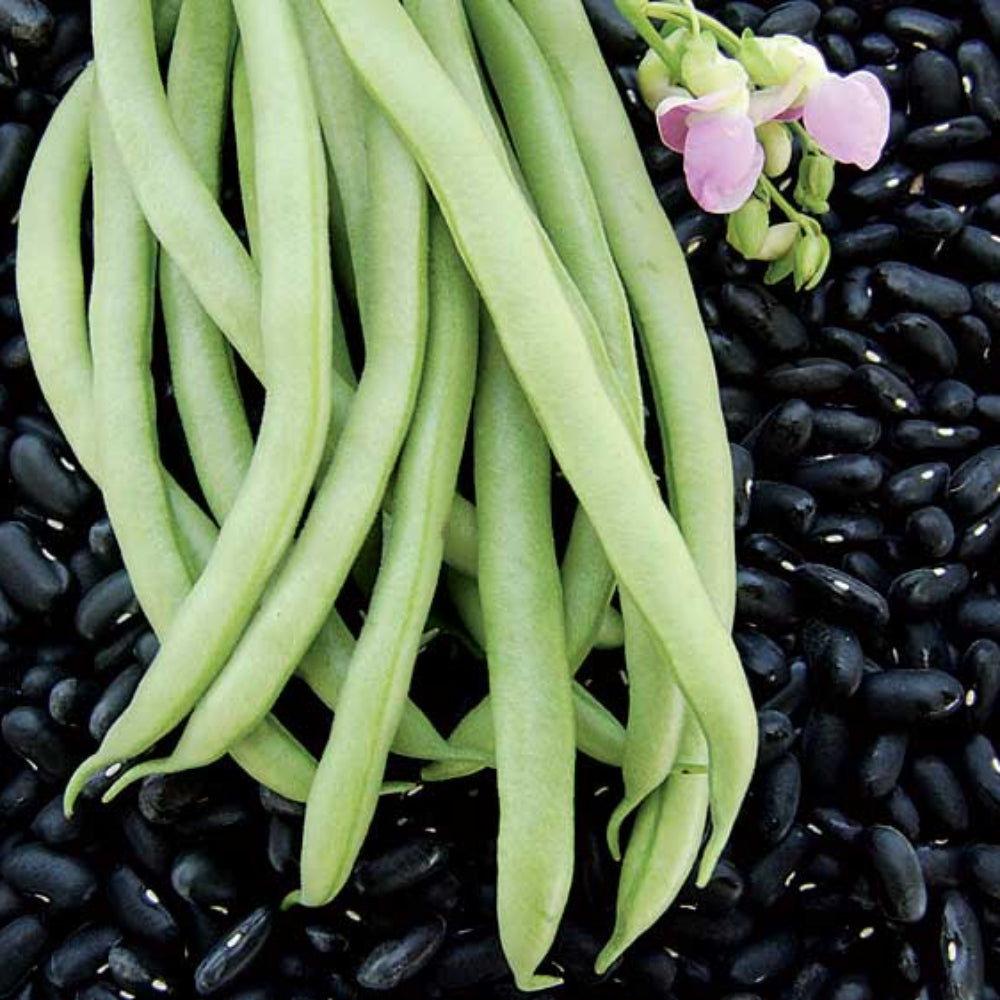 Black Bean Valentine Planting Heirloom Non-GMO High Germination Organic Garden vegetable seeds Exotic Flower vegetable seeds Home Garden for kitchen garden planting