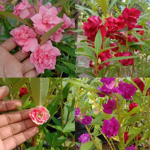 Double Balsam Camellia Flower Seeds