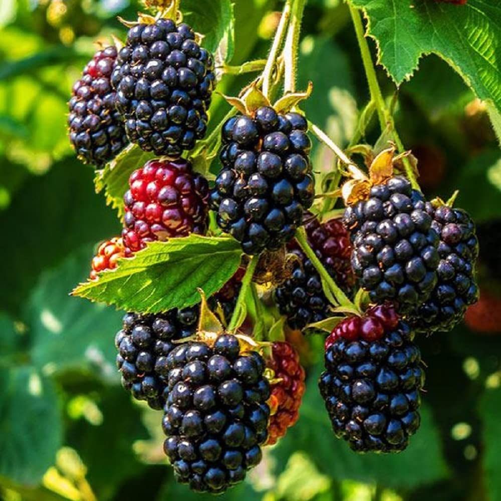 blackberry rubus fruticosus fruit in backyard seeds
