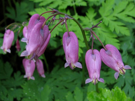 Purple Bleeding Heart Flower – Heirloom, Non GMO, High Germination Seeds - Heirloom Non GMO Premium Garden Seeds for