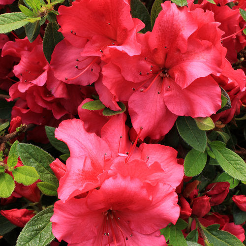 Red Azalea Flower Seeds