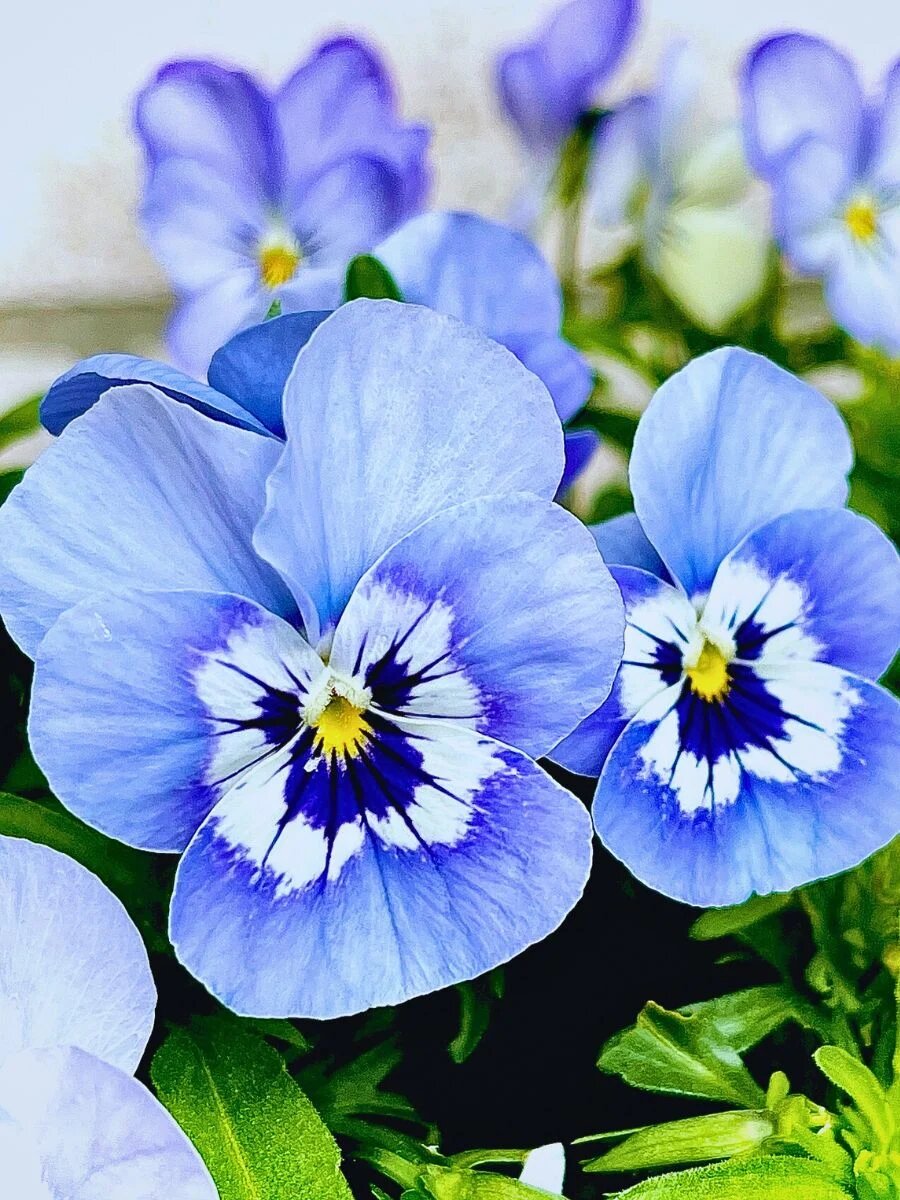 Pansy Flower Seeds – Easy Grow Blossoms for Pots and Backyard Spaces