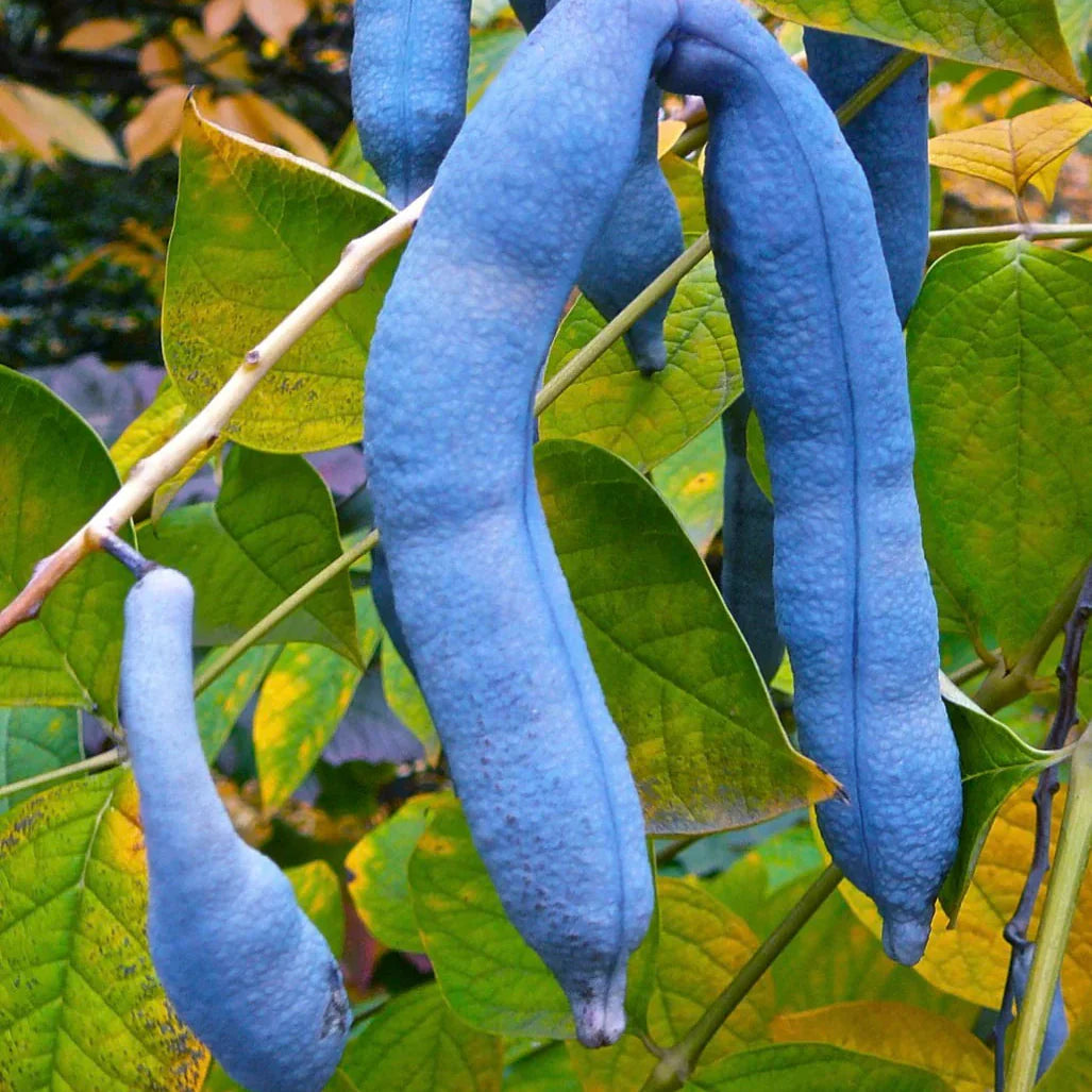 Decaisnea Fargesii Blue Halloween Fun
