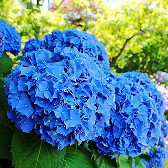 blue hydrangea vibrant flower Fruit seeds