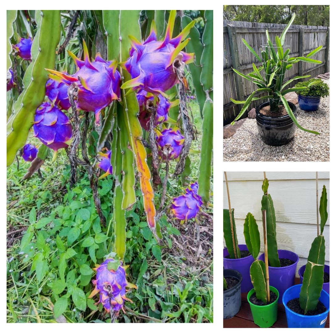 Fresh Pitaya Easy To Grow Fruit Seeds