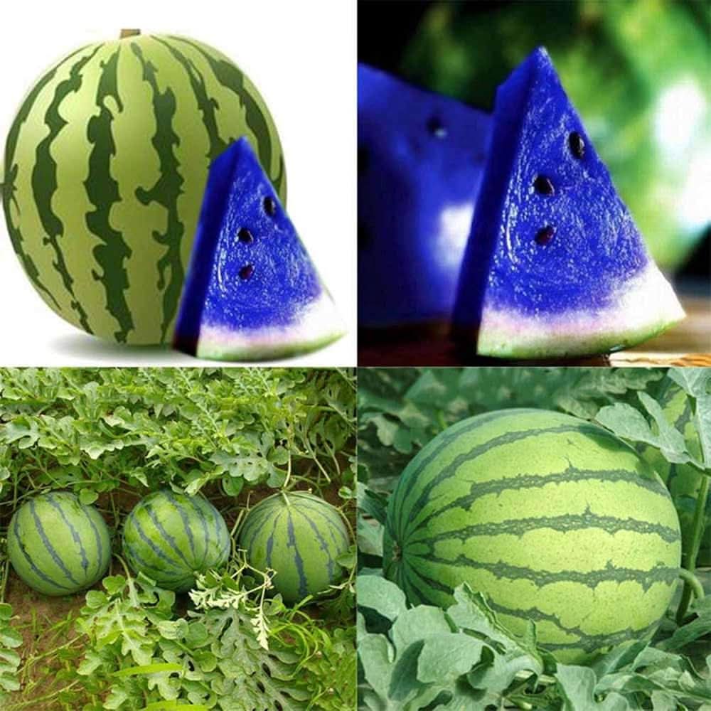 blue watermelon fruit citrullus lanatus unique seeds