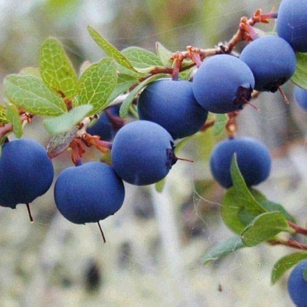 blueberry blue edible plant Fruit seeds