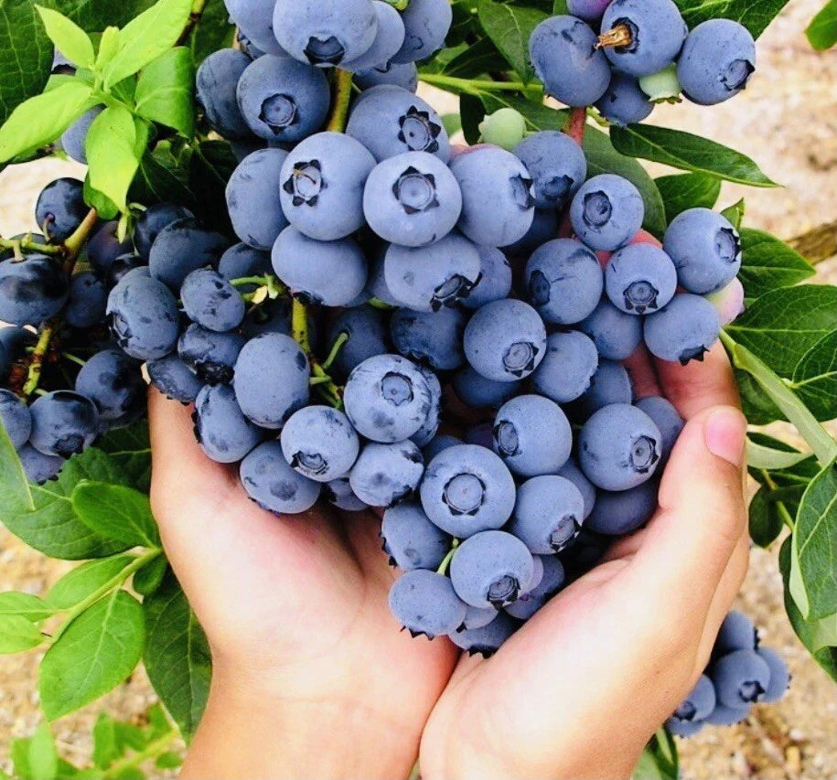 blueberry fruit sweet shipping high organic Fruit Seeds organic garden seeds