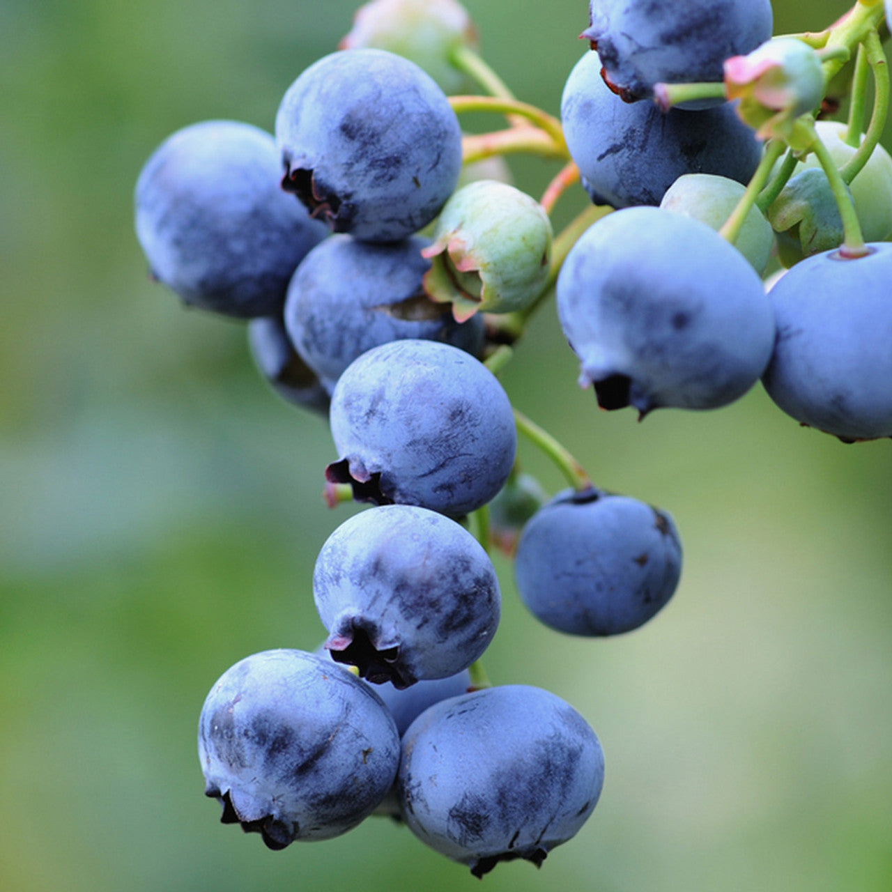 blueberry vaccinium corymbosum american bush in seeds