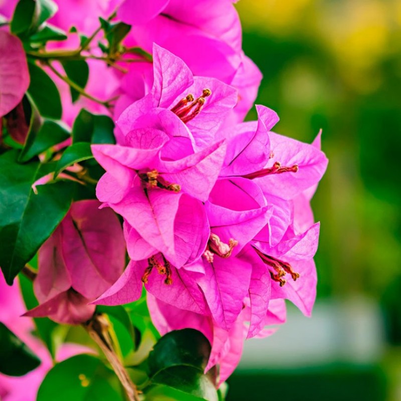 Orange Bougainvillea Flower Seeds - Heirloom Non GMO Premium Garden Seeds for Planting