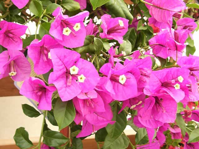 Orange Bougainvillea Flower Seeds - Heirloom Non GMO Premium Garden Seeds for Planting