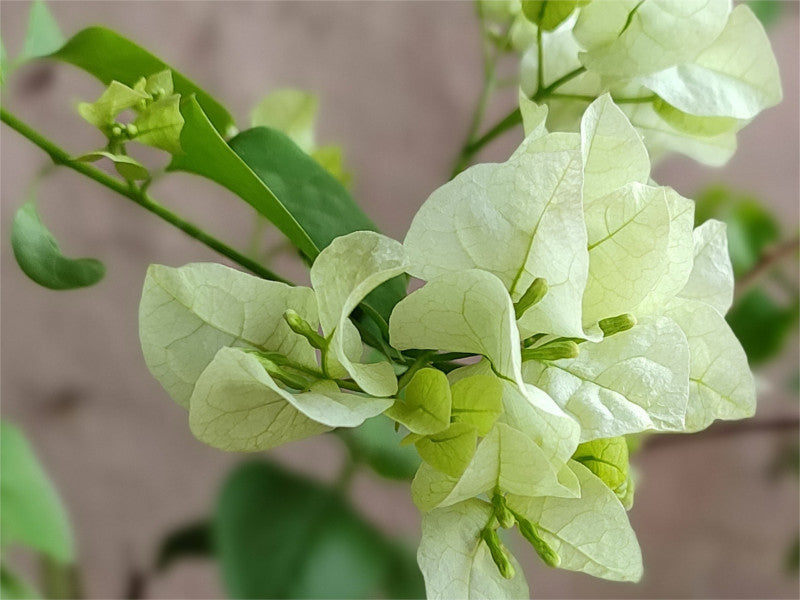Pink Bougainvillea Flower Seeds - Heirloom Non GMO Premium Garden Seeds for Planting