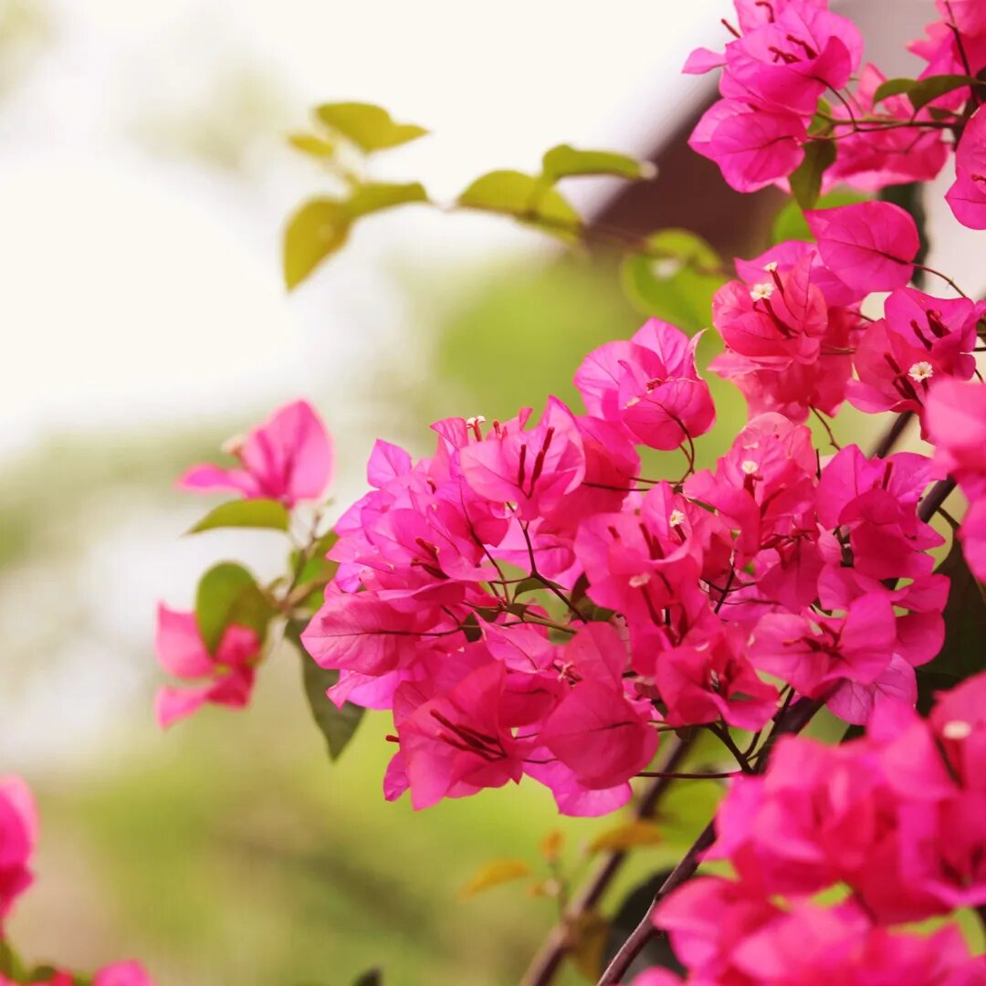Pink Bougainvillea Flower Seeds - Heirloom Non GMO High Germination Garden Planting Seeds