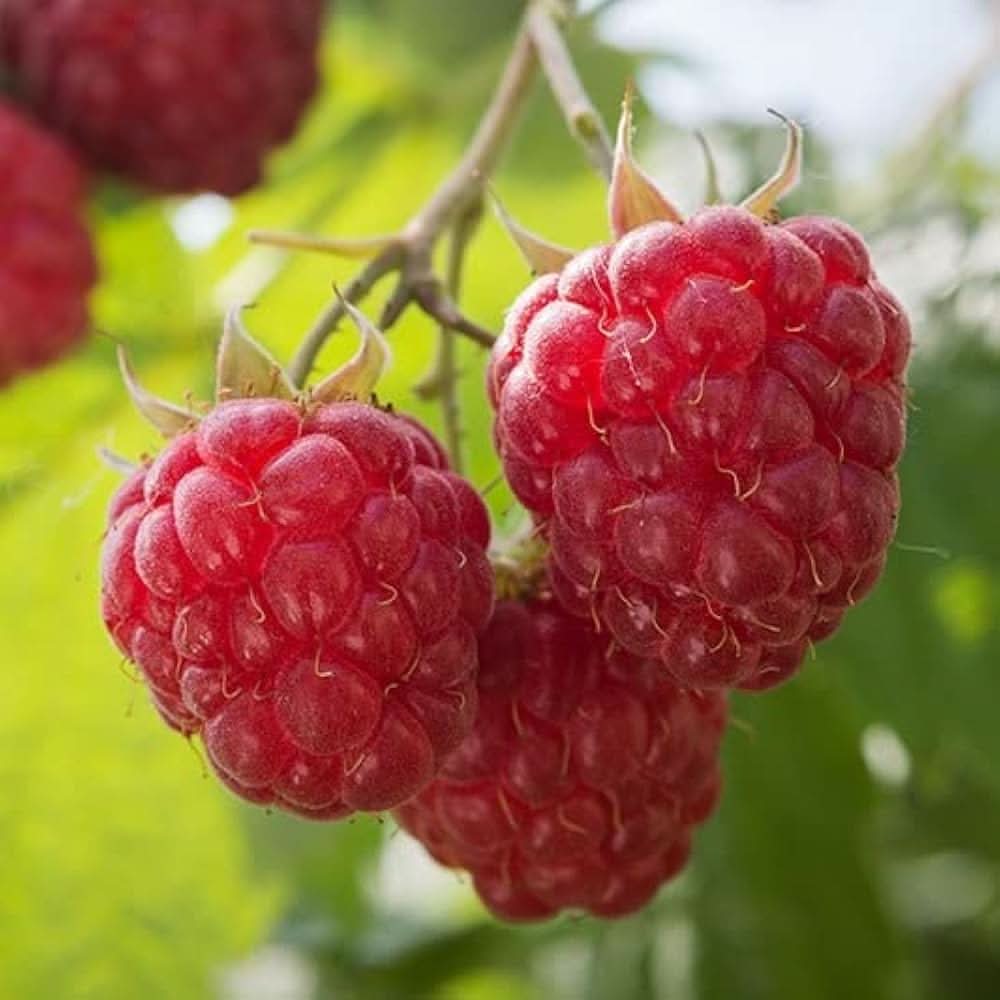 brandywine raspberry fruit rubus idaeus abundant seeds