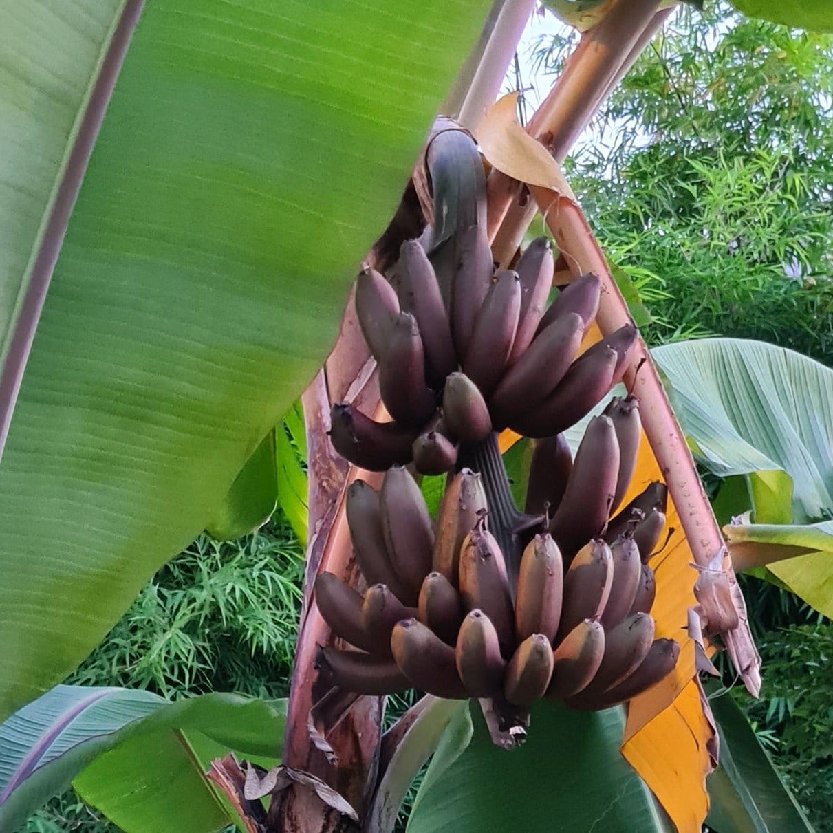 Brown Banana Grow Your Own Fruit Seeds