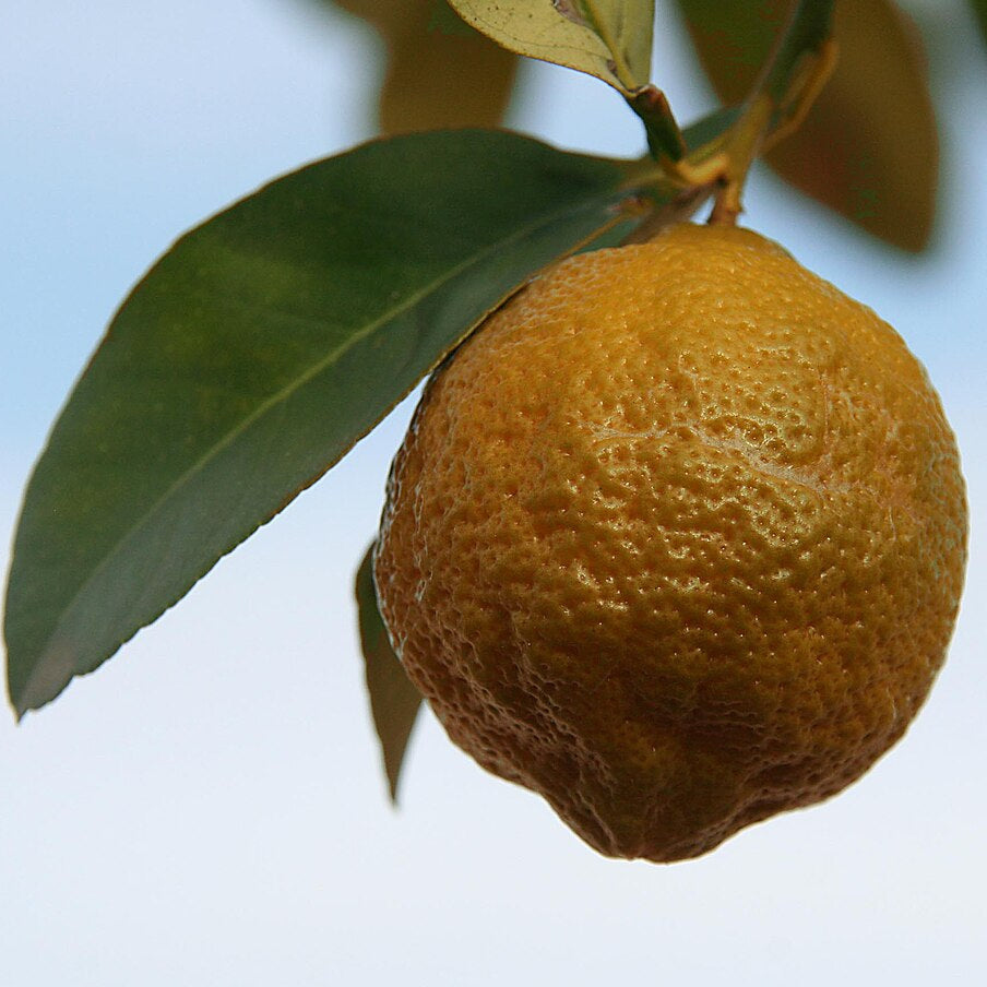 Brown Lemon Grow Your Own Fruit Seeds