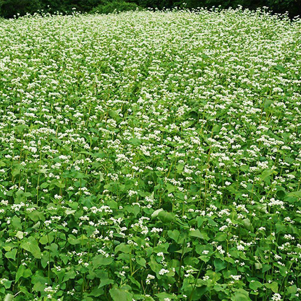 Buckwheat