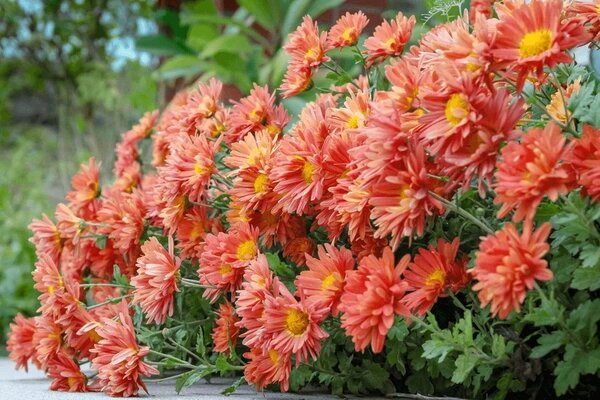 Chrysanthemum indicum hortorum | Heirloom Non Flower Seeds - Heirloom Non GMO High Germination Garden Planting Seeds