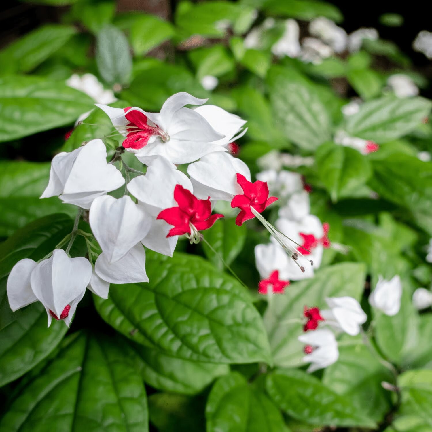Bleeding Heart Flower Seeds