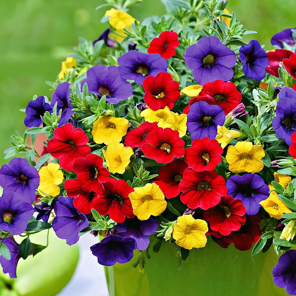 Mixed Calibrachoa Flower Seeds