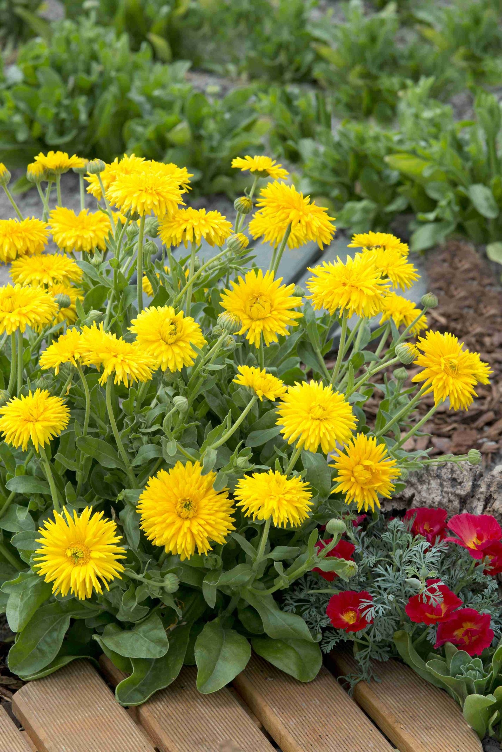 Yellow Calendula Flower – Heirloom, Non GMO, High Germination Seeds - Heirloom Non GMO High Germination Organic Garden